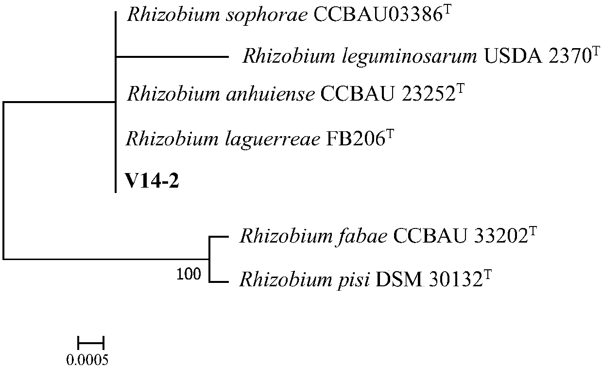 Rhizobium anhuiense V14-2 and application thereof