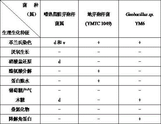 Geobacillus strain and application thereof