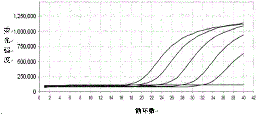 Aspergillus quantitative detection fluorescence PCR (polymerase chain reaction) kit