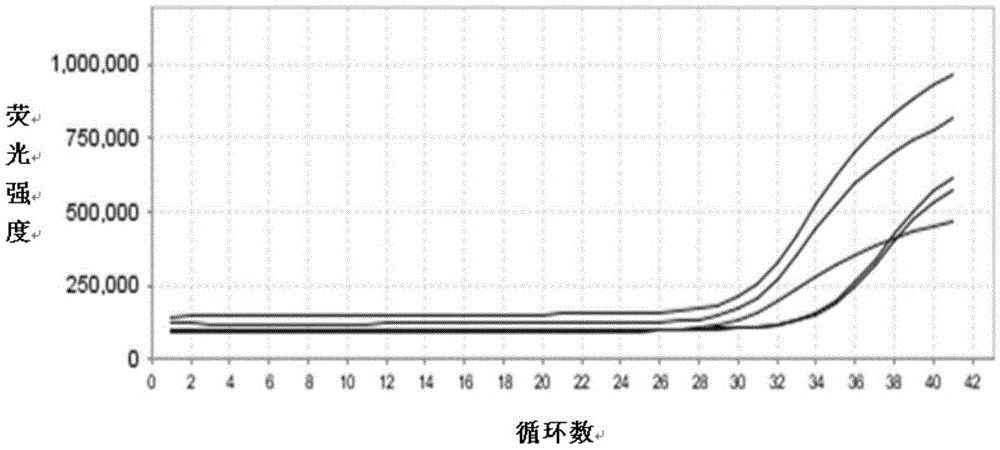 Aspergillus quantitative detection fluorescence PCR (polymerase chain reaction) kit