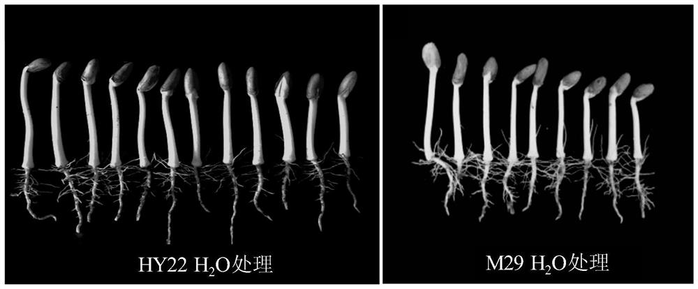 Molecular marker closely linked with peanut ethylene insensitivity and salt tolerance related characters and application