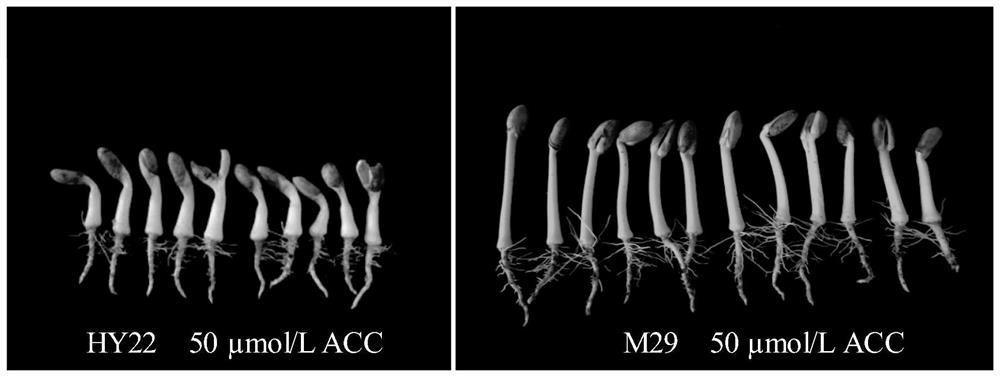 Molecular marker closely linked with peanut ethylene insensitivity and salt tolerance related characters and application