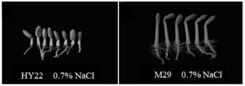 Molecular marker closely linked with peanut ethylene insensitivity and salt tolerance related characters and application