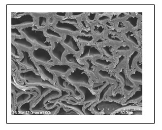 Sweetcane bark fiber and preparation method thereof