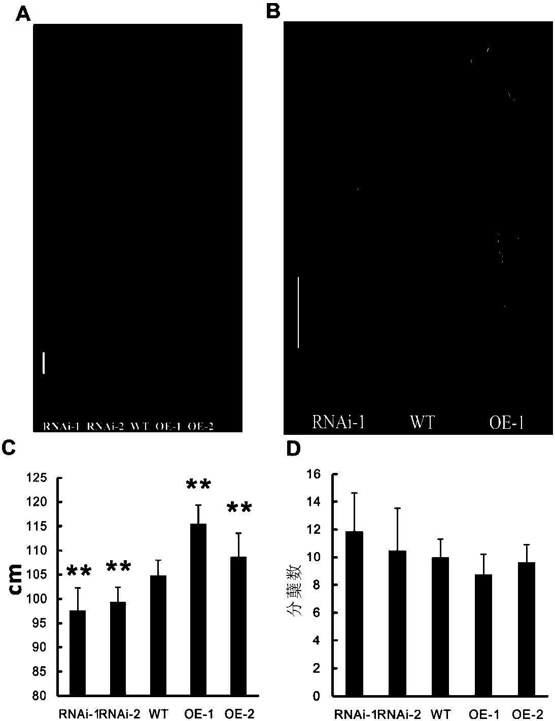 Application of OsEXP10 gene in regulating rice growth and resisting nilaparvata lugens