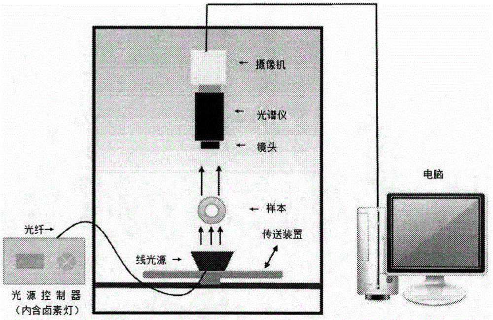 Method for detecting black core of white radish based on hyperspectral image