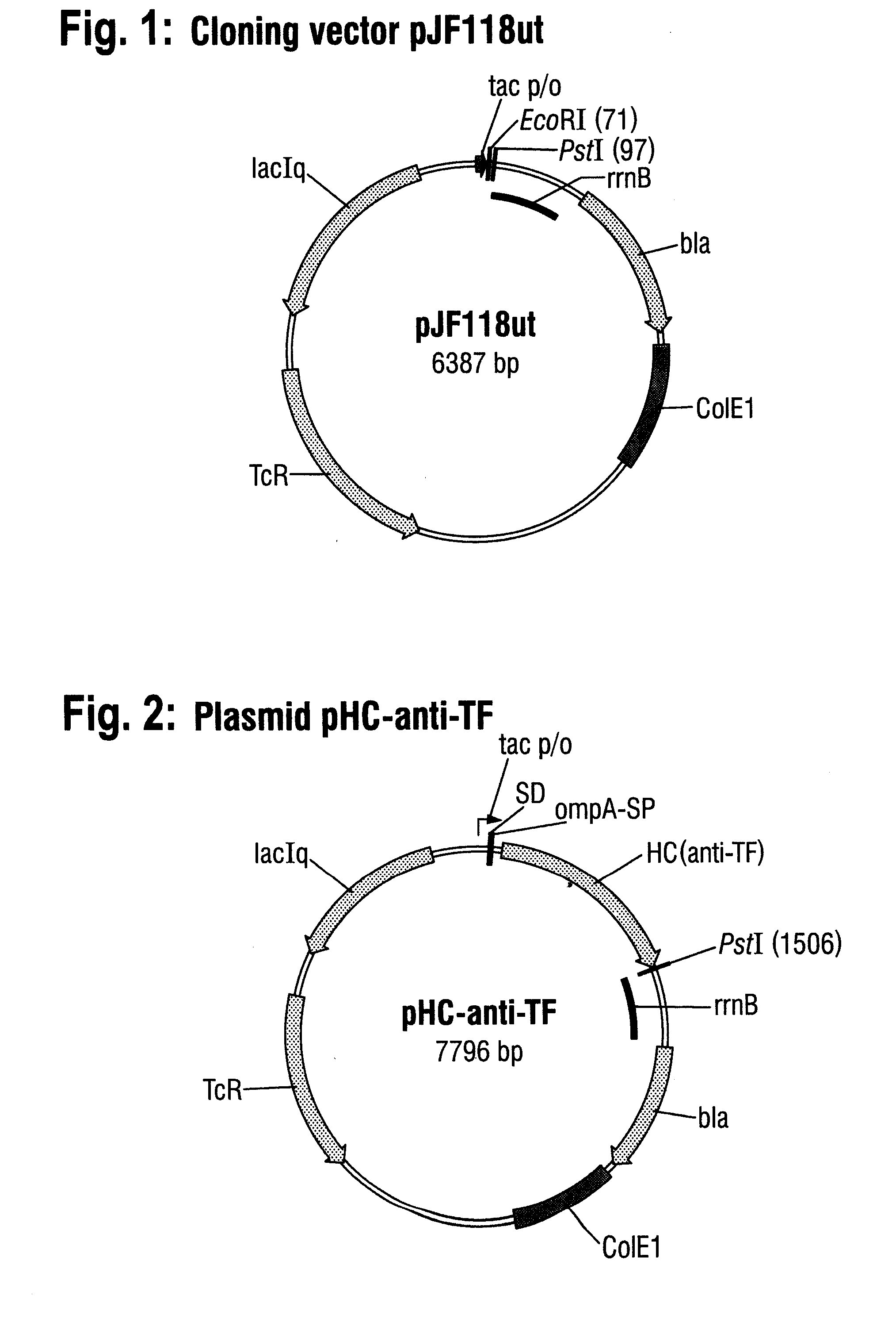 Process for the fermentative production of antibodies