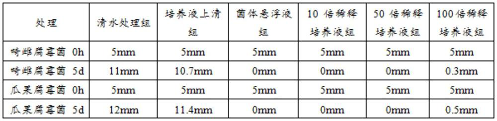 A kind of melon and fruit damping-off disease biocontrol bacteria bth05 and its bacterial agent, preparation method and application of bacterial agent