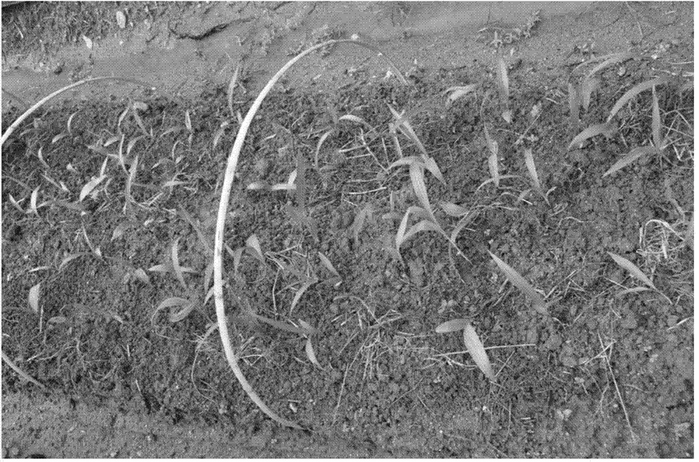 Method for transplanting bletilla striata seedlings