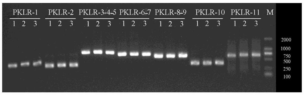 Method, kit, oligonucleotide and application thereof for detecting pklr gene mutation