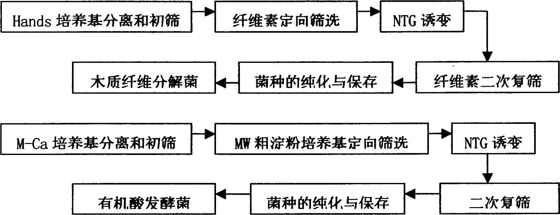 Microbial ensiling strain and composite fungus, method for producing silage