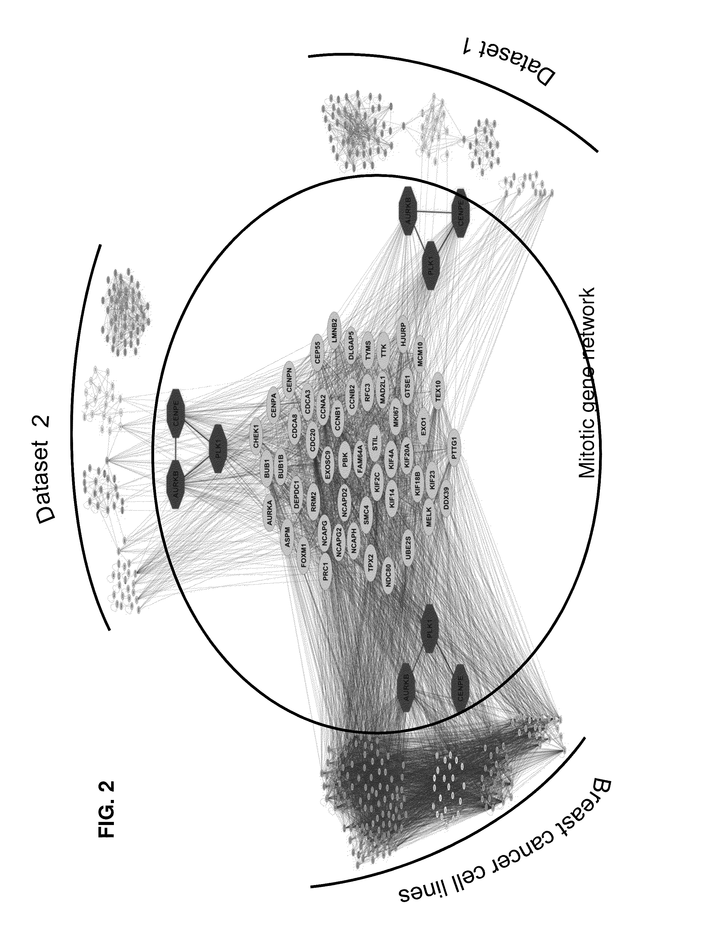 Cancer Specific Mitotic Network