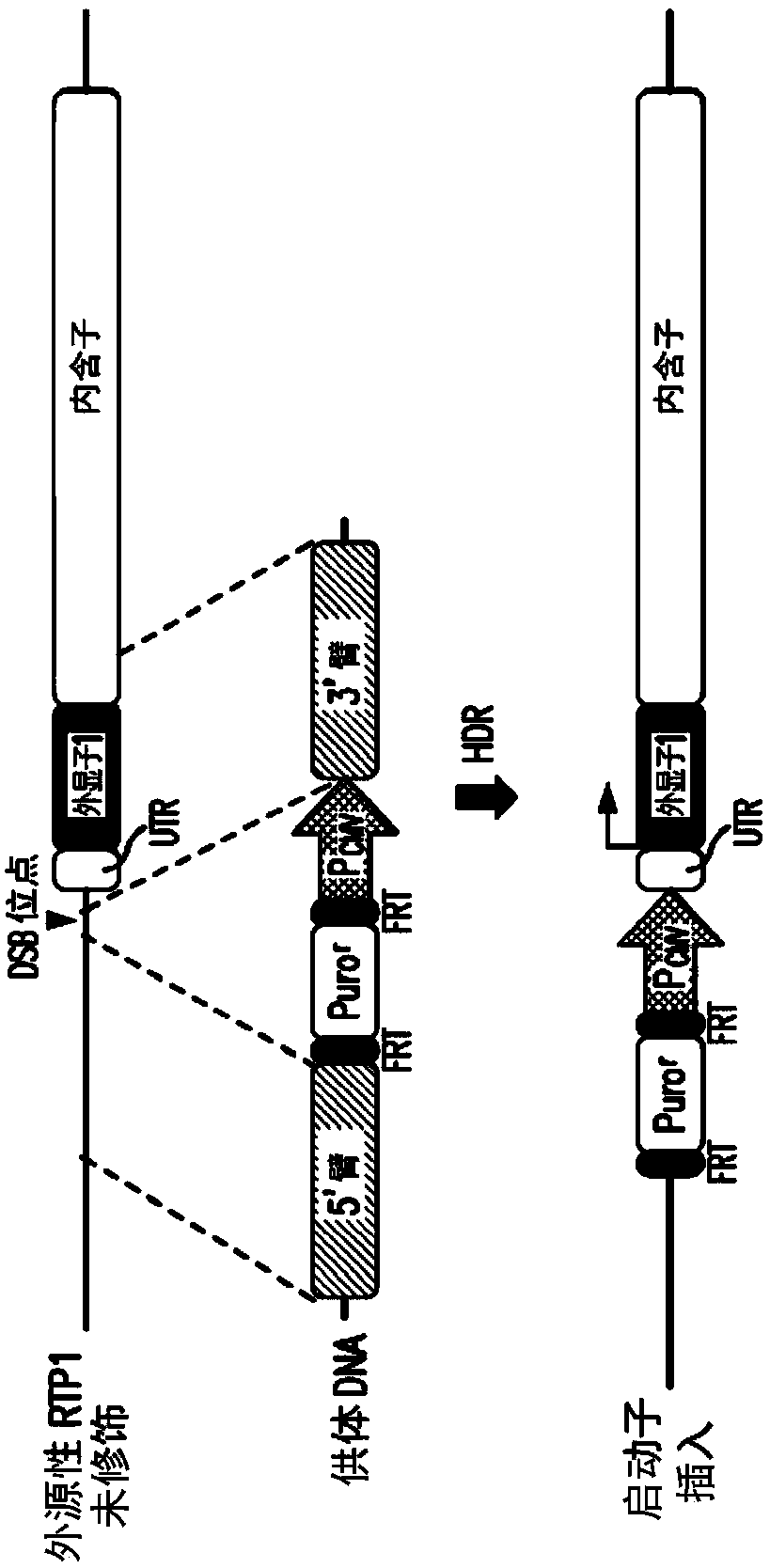 Cell Lines For Screening Odorant And Aroma Receptors