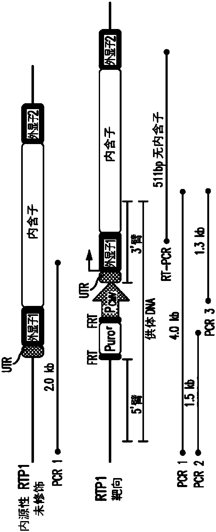 Cell Lines For Screening Odorant And Aroma Receptors