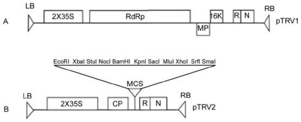 Construction method and application of iris plant eleutherine eleutherine VIGS silencing system