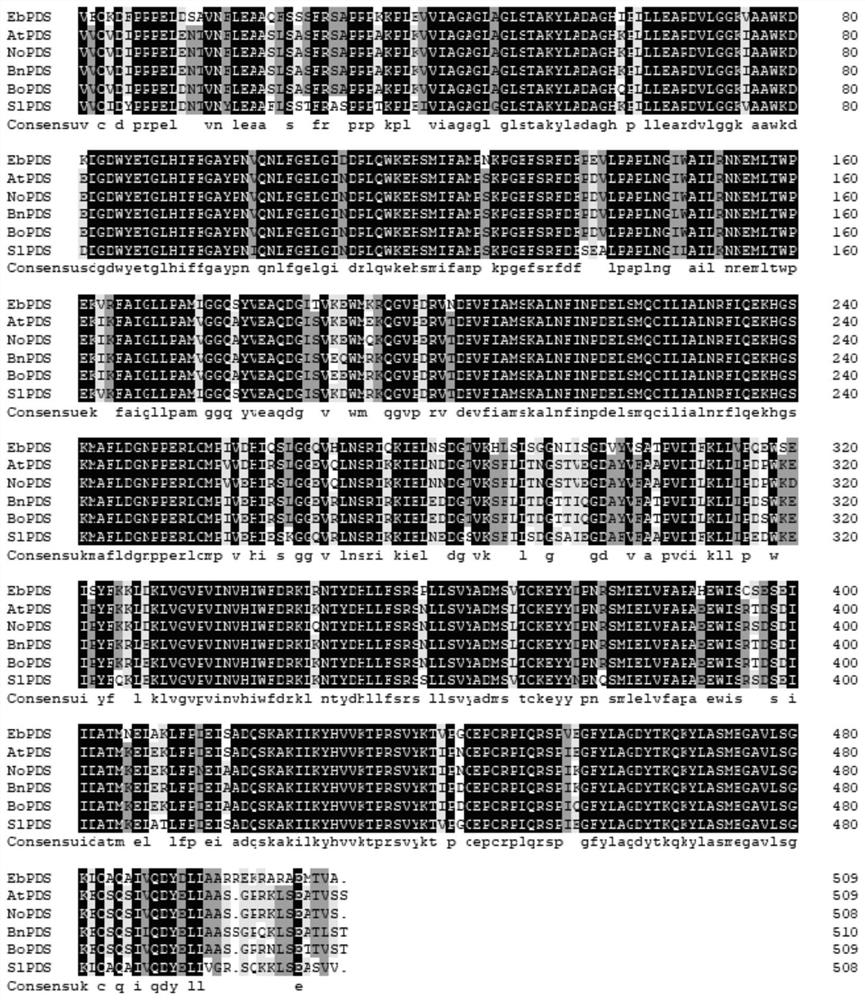 Construction method and application of iris plant eleutherine eleutherine VIGS silencing system