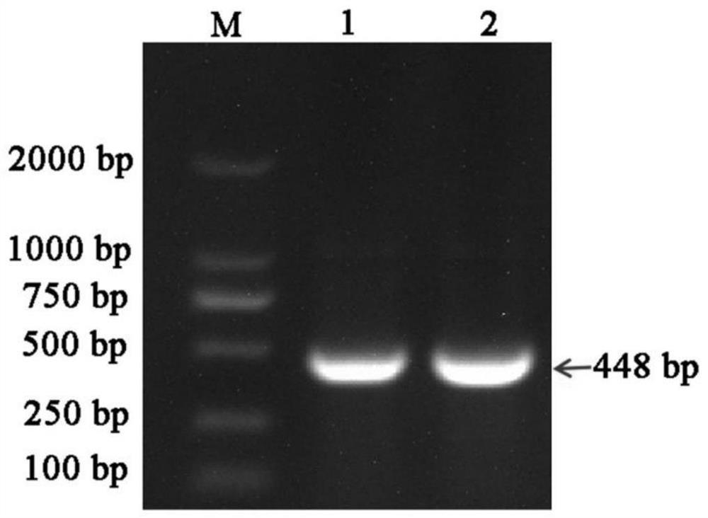 Construction method and application of iris plant eleutherine eleutherine VIGS silencing system