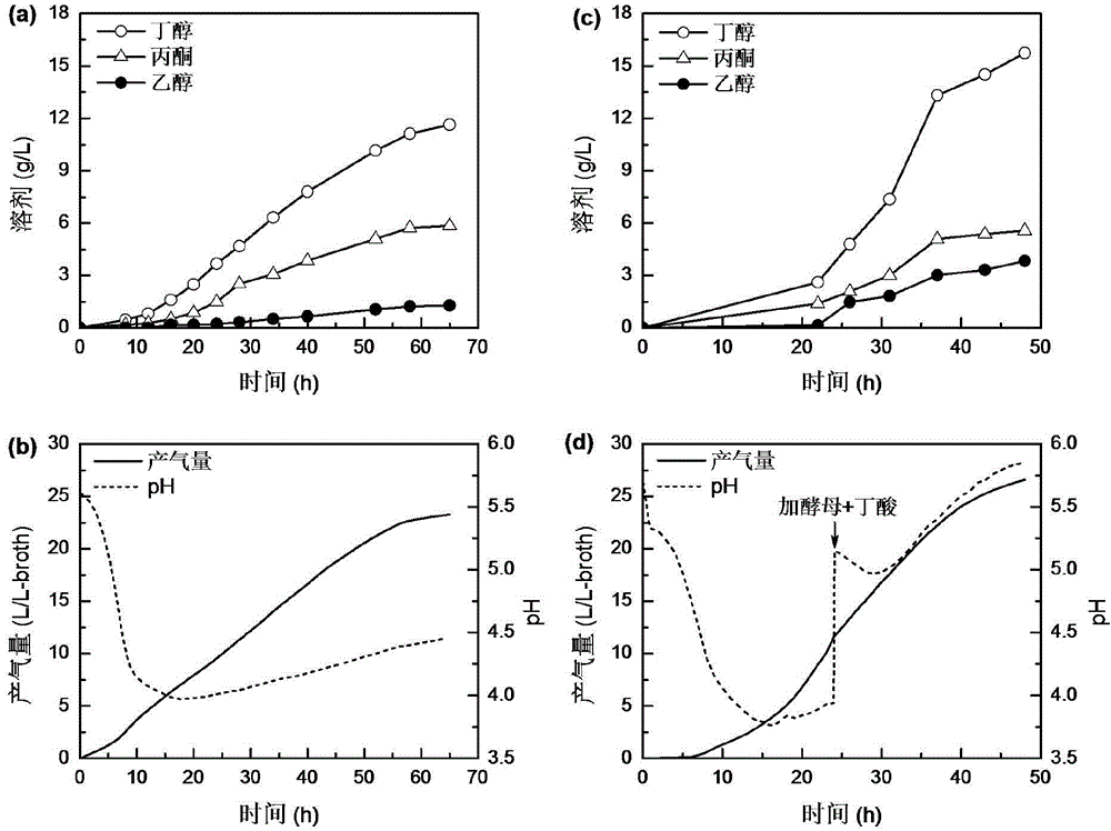 Method for increasing butanol-acetone ratio and butanol yield of clostridia ABE fermentation