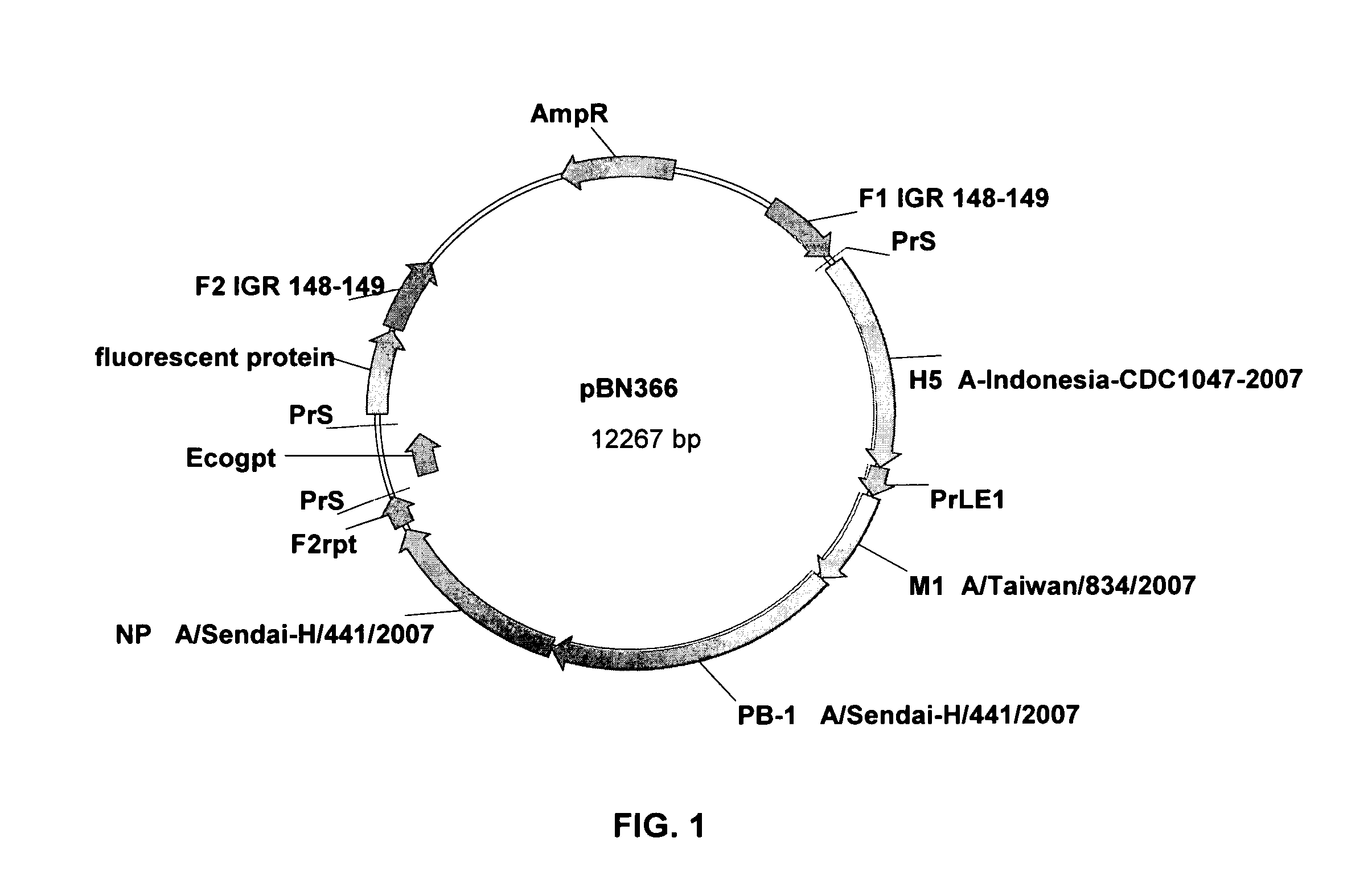 Recombinant modified vaccinia virus ankara influenza vaccine