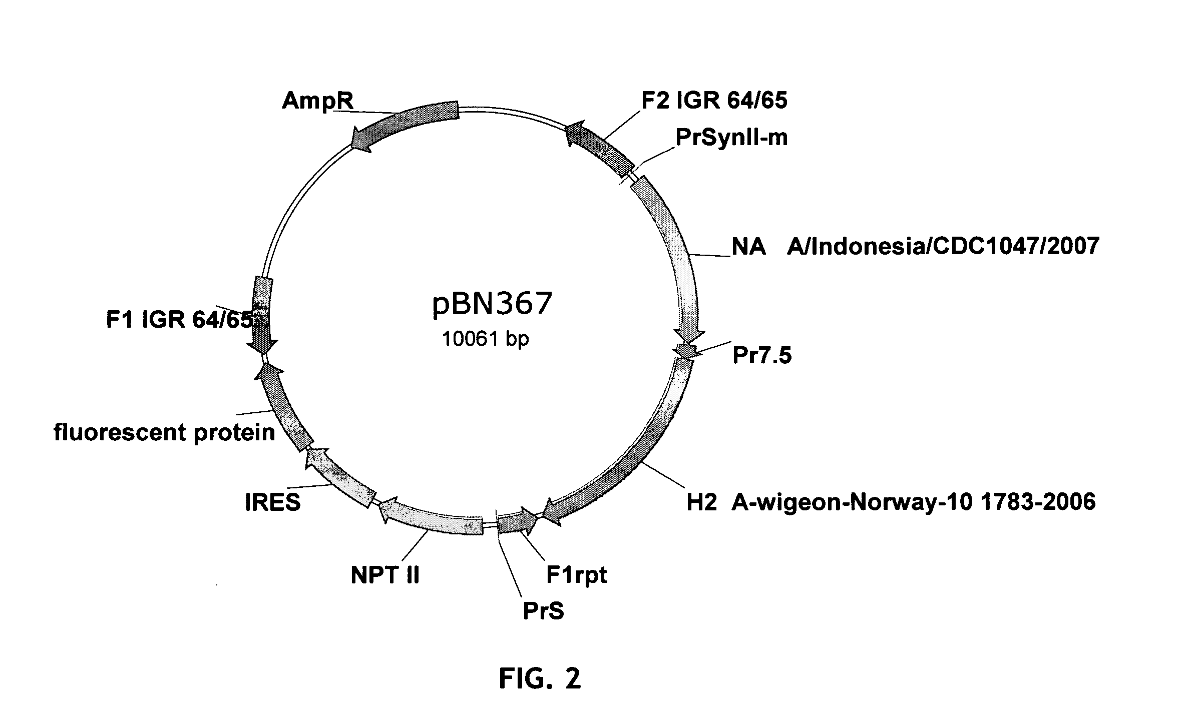 Recombinant modified vaccinia virus ankara influenza vaccine