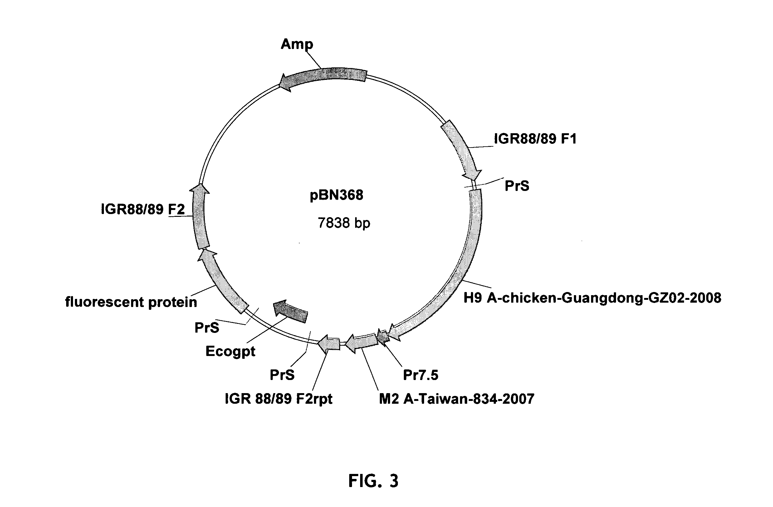 Recombinant modified vaccinia virus ankara influenza vaccine