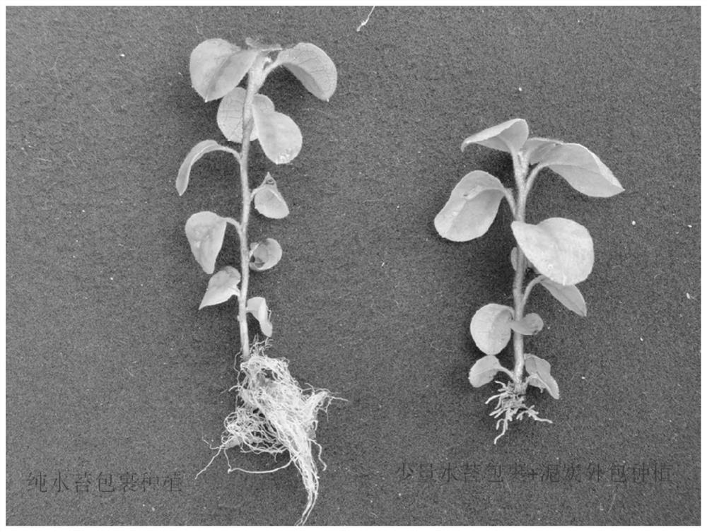 Efficient rooting method for rhododendron lapponicum tissue culture seedlings