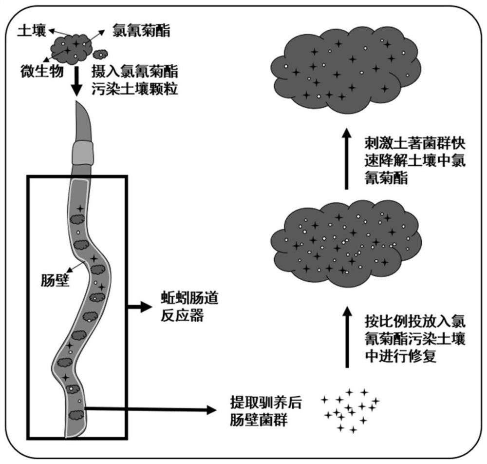 Method for stimulating indigenous flora to rapidly degrade cypermethrin in soil