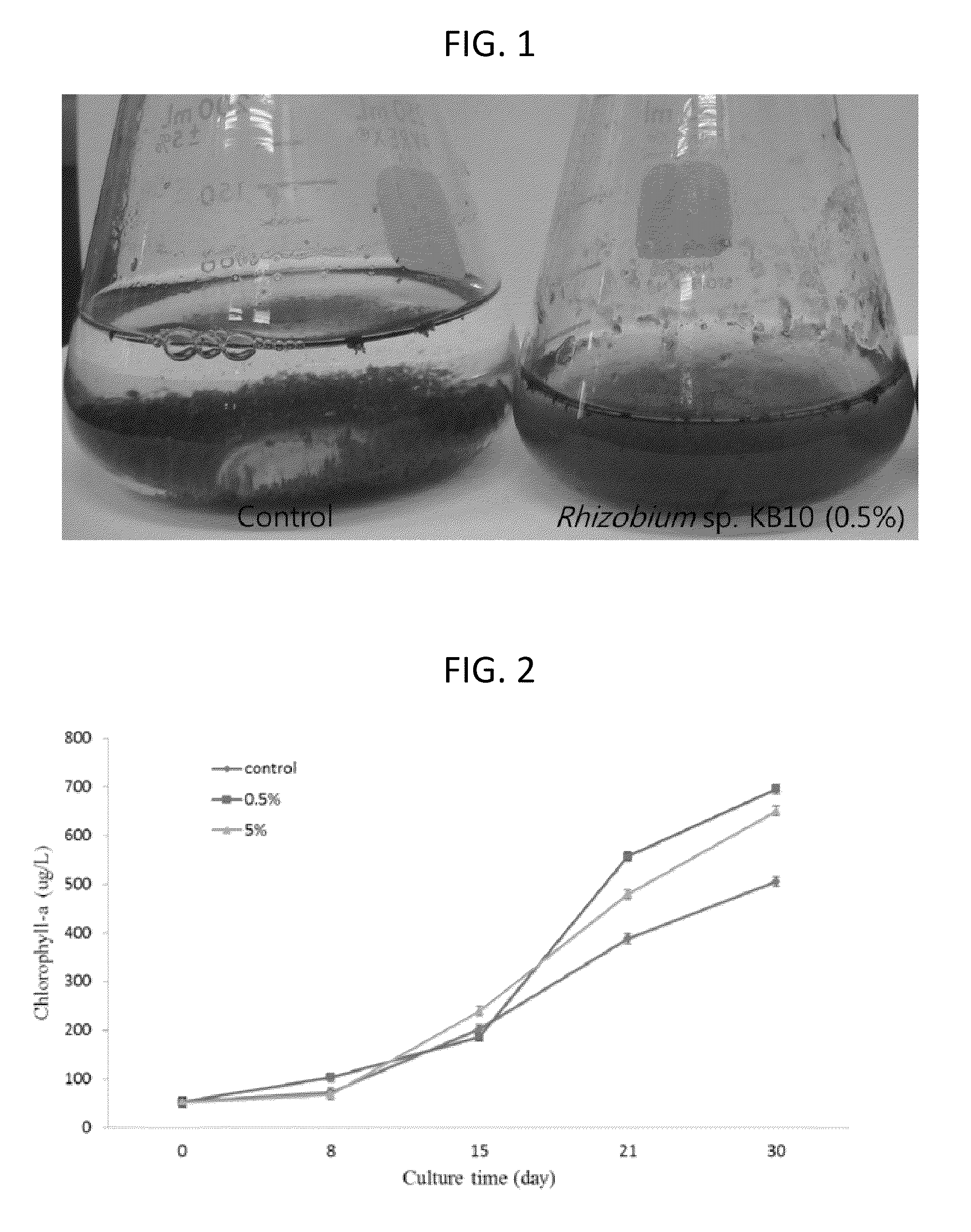 Microorganism <i>Rhizobium </i>sp. KB10 having properties of promoting growth of <i>Botryococcus braunii </i>and increasing fatty acid content