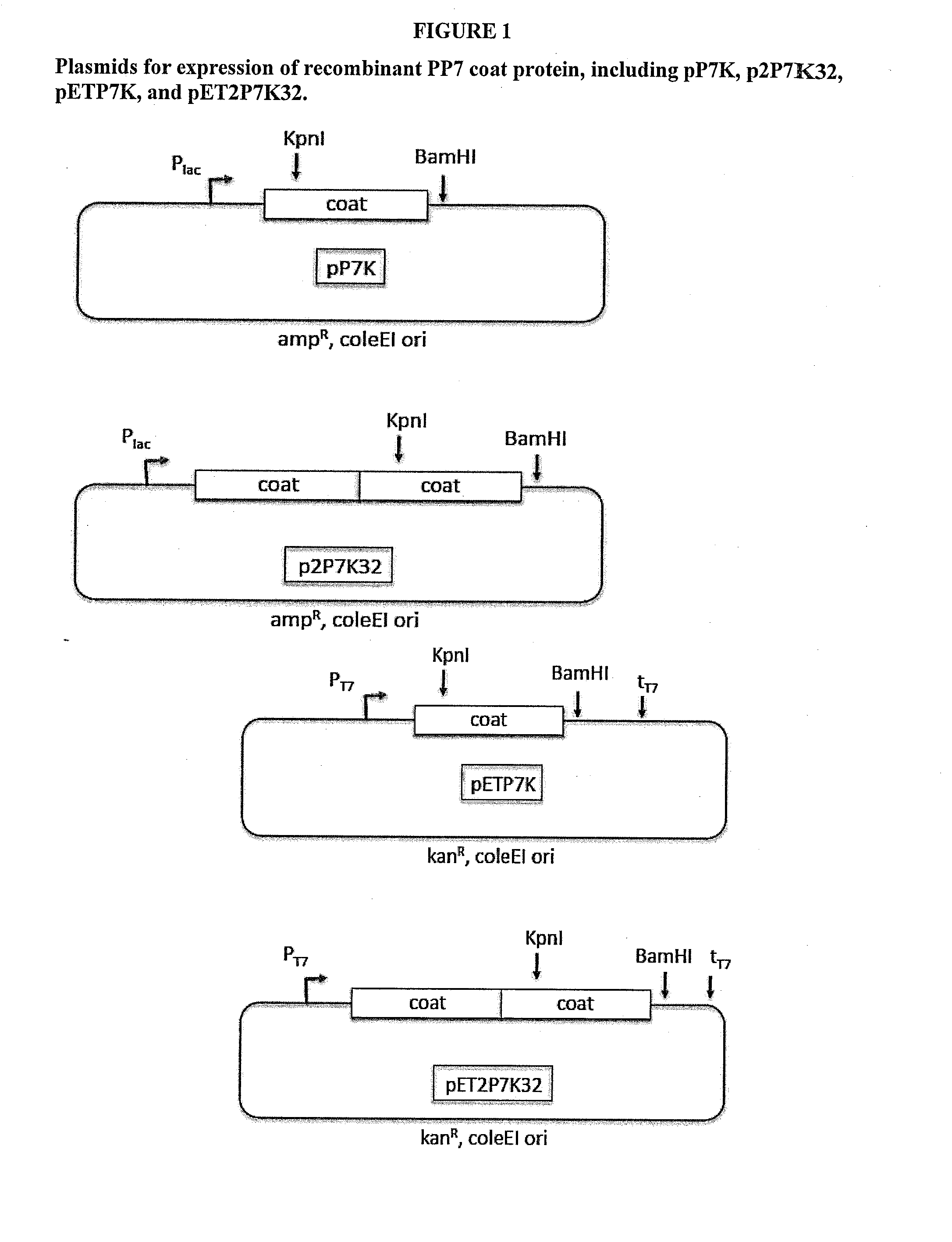 Immunogenic HPV L2-Containing VLPs and Related Compositions, Constructs, and Therapeutic Methods