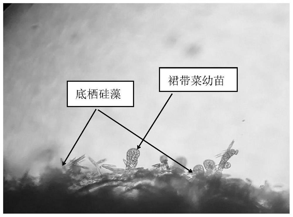 Method for preventing and controlling benthic diatom pollution in the production of wakame gamete seedlings