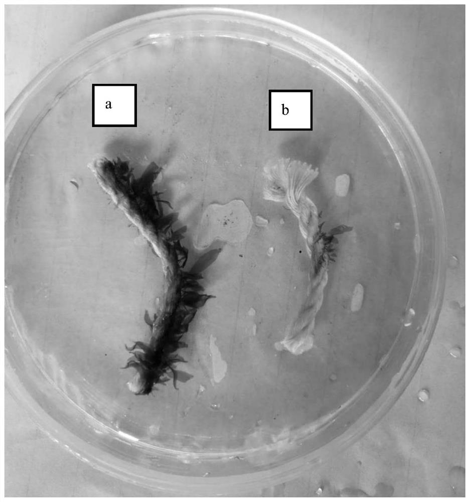 Method for preventing and controlling benthic diatom pollution in the production of wakame gamete seedlings