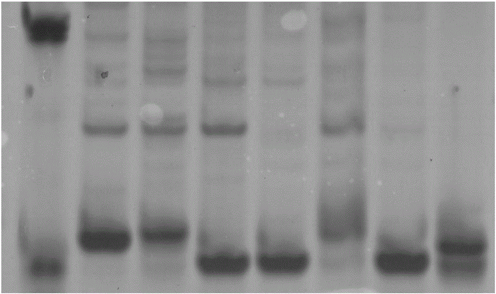 Rice blast resistance gene Pi9 functional specificity molecular marker and application thereof