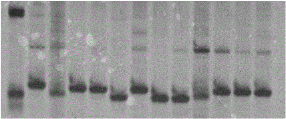 Rice blast resistance gene Pi9 functional specificity molecular marker and application thereof