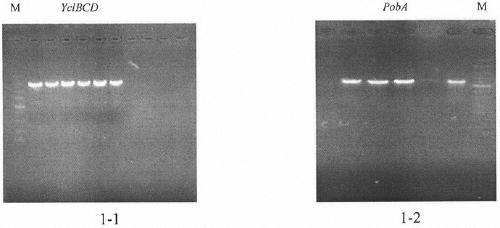 Gene engineer bacterium for producing protocatechuic acid (3, 4-dihydroxybenzoic acid) by using phenol and construction method thereof