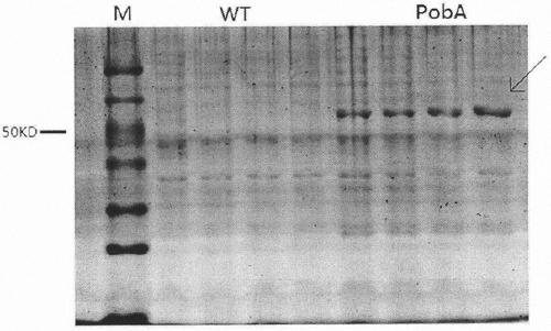 Gene engineer bacterium for producing protocatechuic acid (3, 4-dihydroxybenzoic acid) by using phenol and construction method thereof