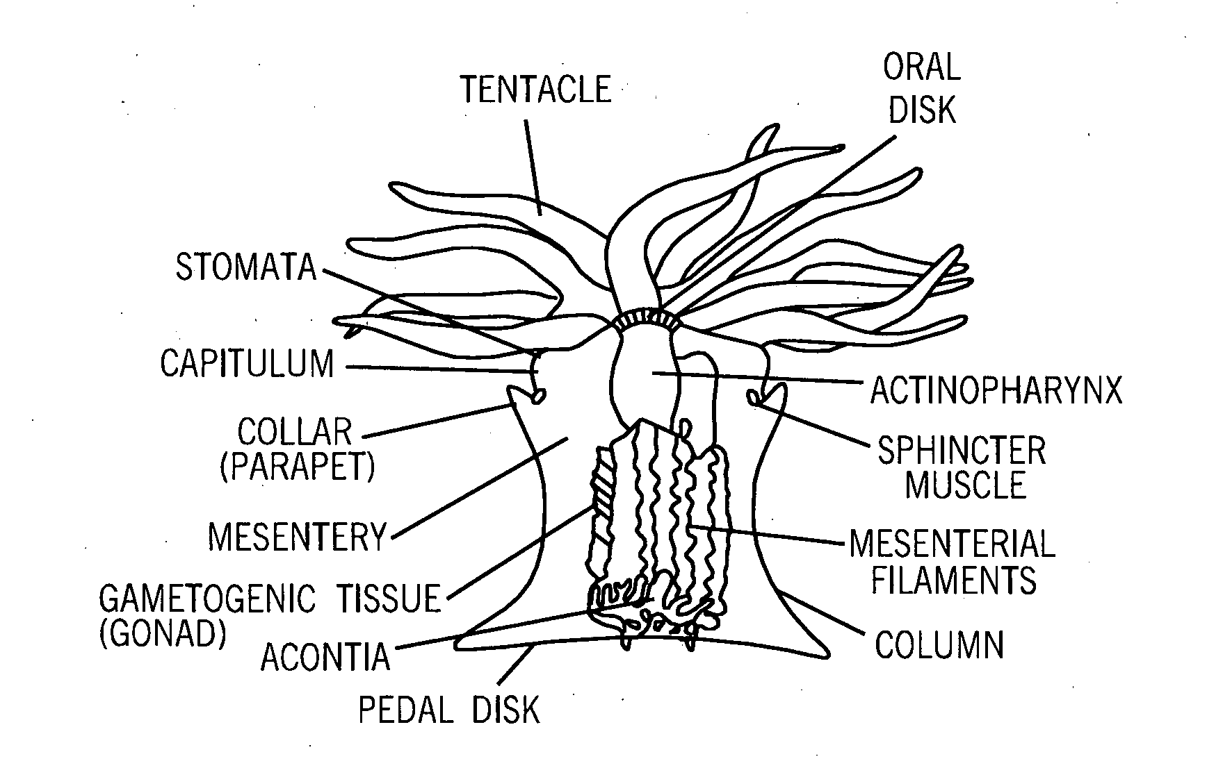 Compositions of aquatic origin for prevention of cell adhesion and methods of using same