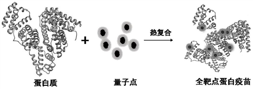 Quantum dot modified protein vaccine as well as preparation method and application thereof