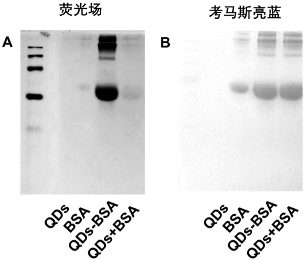 Quantum dot modified protein vaccine as well as preparation method and application thereof