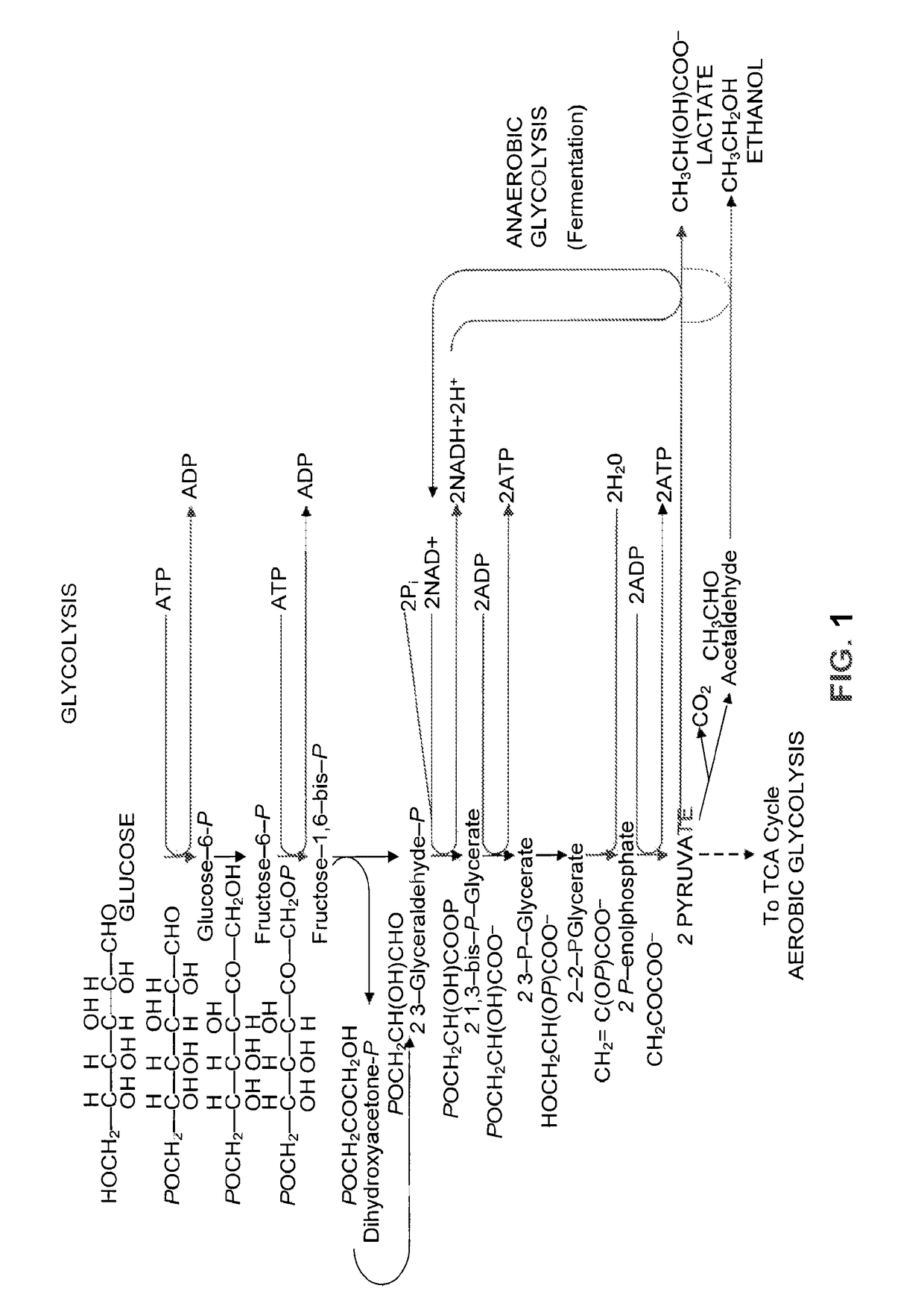 Detoxification of biomass derived acetate via metabolic conversion to ethanol, acetone, isopropanol, or ethyl acetate