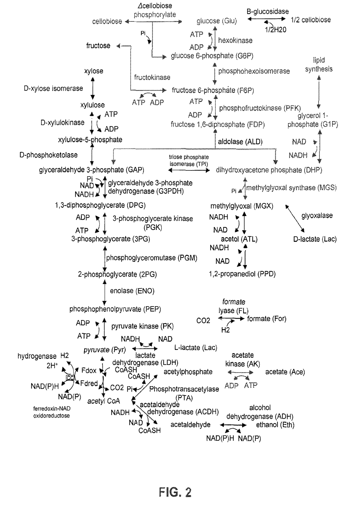 Detoxification of biomass derived acetate via metabolic conversion to ethanol, acetone, isopropanol, or ethyl acetate