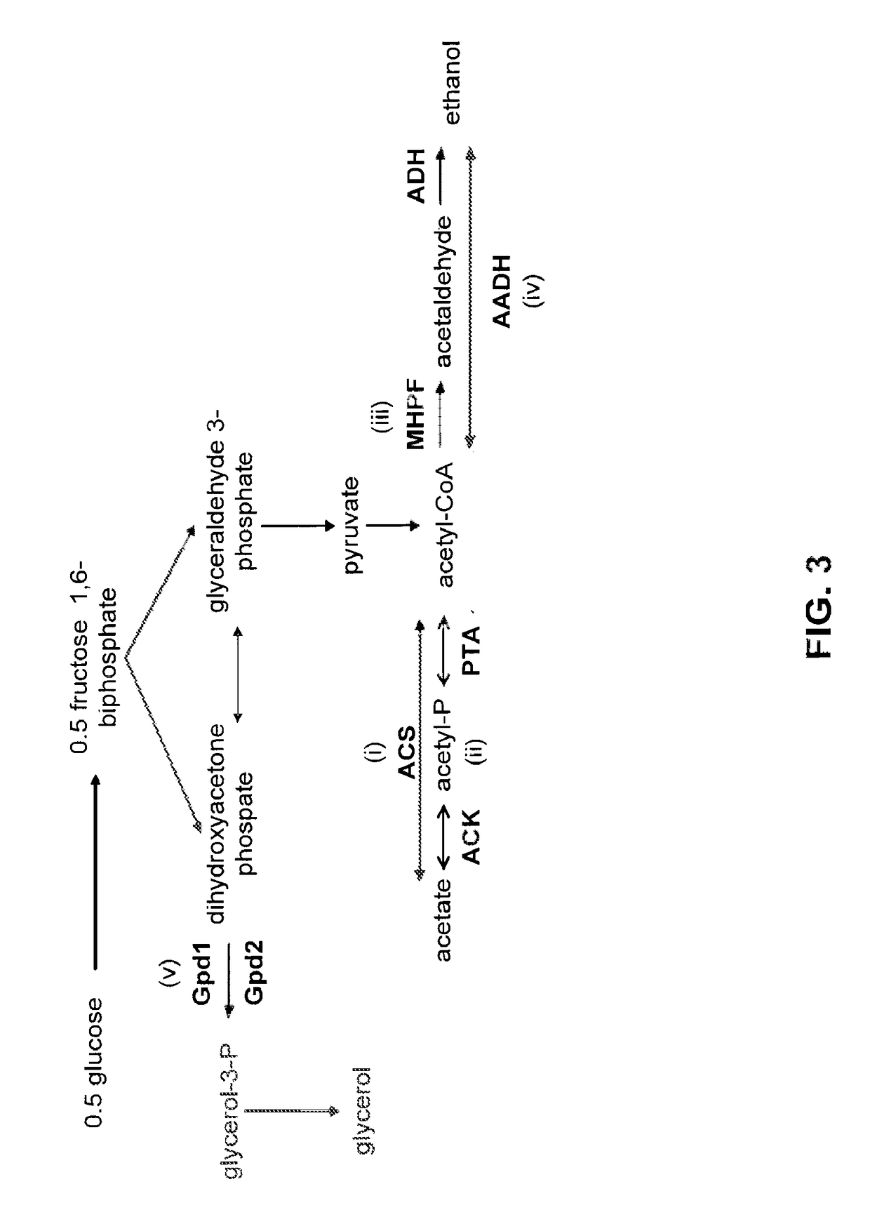 Detoxification of biomass derived acetate via metabolic conversion to ethanol, acetone, isopropanol, or ethyl acetate