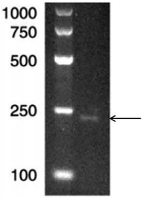 Recombinant short peptide, production method and application thereof, and application of recombinant short peptide in promoting wound healing