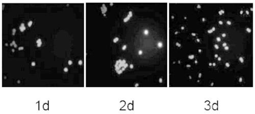 Recombinant short peptide, production method and application thereof, and application of recombinant short peptide in promoting wound healing