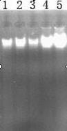 Molecular reaction system for revealing genetic diversity of tephritidae populations