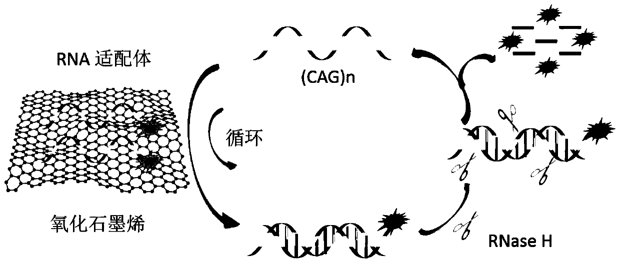 Method for detecting (CAG)n repeated sequence by utilizing RNase H