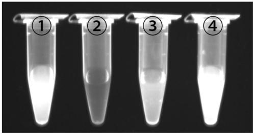 Method for detecting (CAG)n repeated sequence by utilizing RNase H