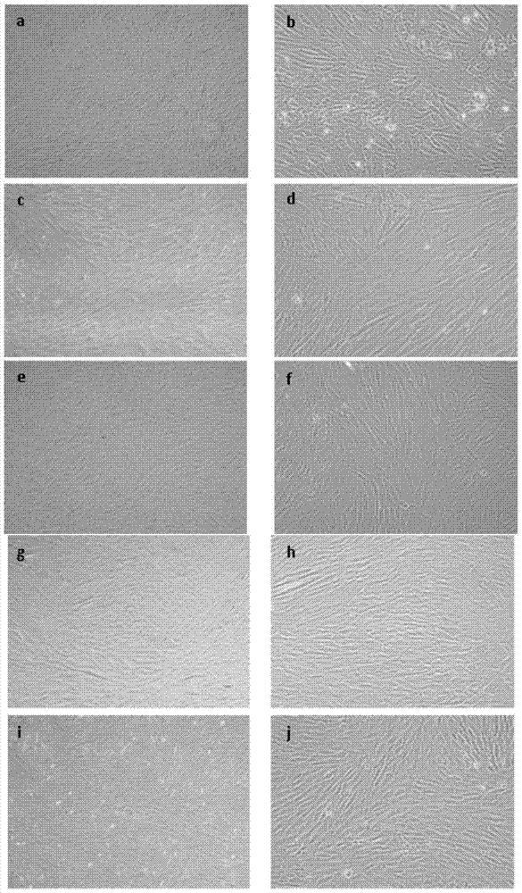 A kind of culture method of human umbilical cord mesenchymal stem cells