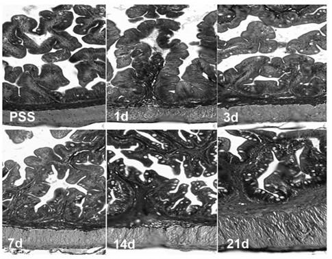 Evaluation system and method for stress responses of sea horses