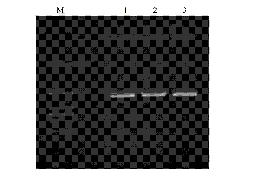 Extraction method of fly intestinal microorganism total DNA (deoxyribonucleic acid)