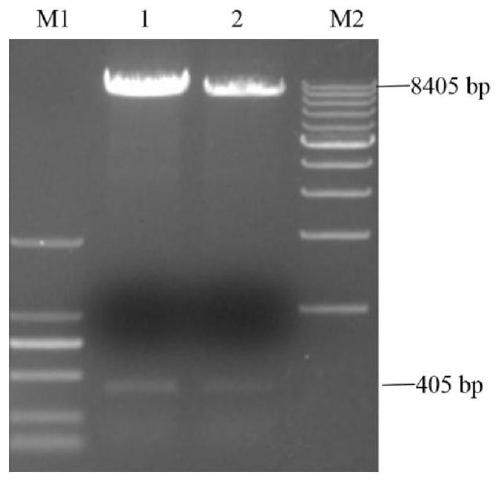 Method for establishing recombinant adenovirus vector with Africa swine fever EP153R and P54 gene coexpression and packaging adenovirus